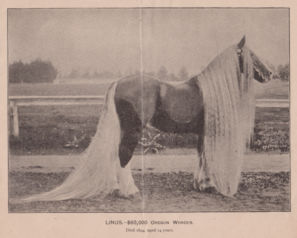The story of the very long haired Oregon horses